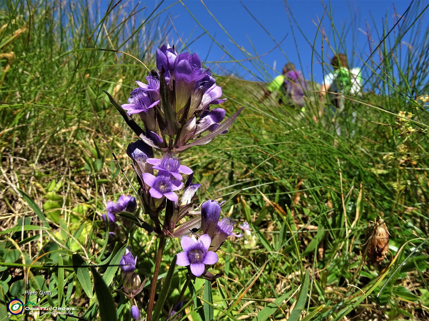 33 In salita verso Baita Foppa (alta)..22 Genzianella germanica (Gentianella germanica) in fiore.JPG